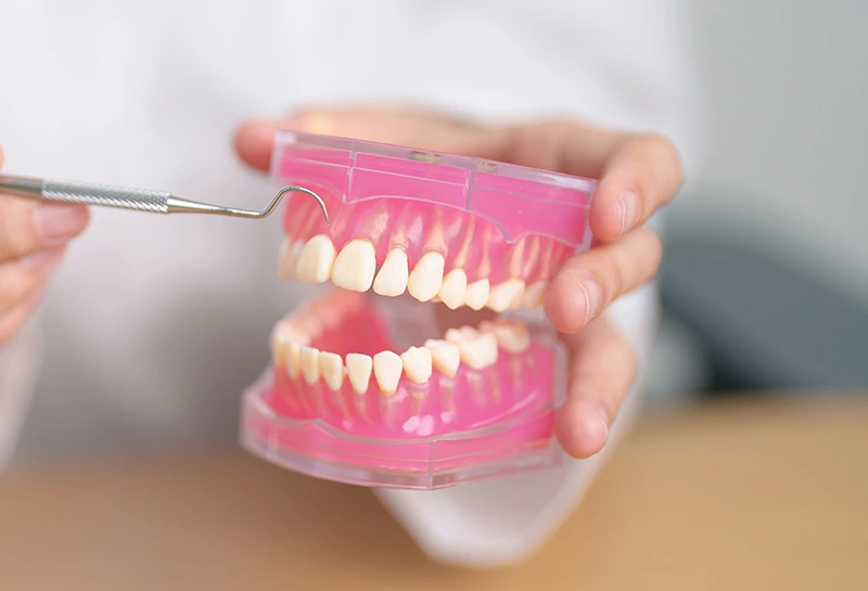 dentist-with-tooth-anatomy-model-oral-teeth-and-d dentist-with-tooth-anatomy-model-oral-teeth-and-d